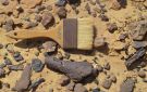 اكتشاف أول حفرية لزاحف طائر في مصر عمرها أكثر من 95 مليون عام
