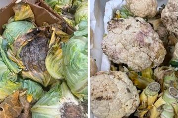 الغذاء تتلف 173 كيلوغراما من المواد غير الصالحة للاستهلاك الآدمي الغذاء تتلف 173 كيلوغراما من المواد غير الصالحة للاستهلاك الآدمي