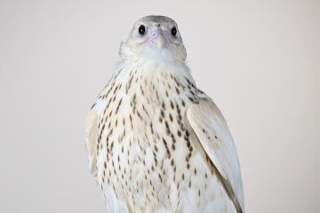 صقر جير بيور ألترا وايت يحقق رقما قياسيا عالميا بـ2.1 مليون درهم صقر جير بيور ألترا وايت يحقق رقما قياسيا عالميا بـ2.1 مليون درهم