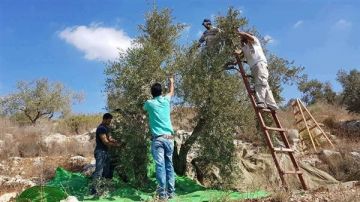 جنوبا: تسمم اريعة اشخاص اثنين منهم بحالة حرجة في ظروف غامضة اثناء قطاف الزيتون!