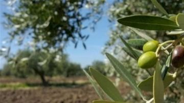 شح كبير في الزيت والزيتون هذا العام