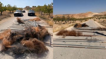 قوى الأمن: مفرزة استقصاء البقاع أنقذت آلاف الطيور من شباك الصيد الجائر قوى الأمن: مفرزة استقصاء البقاع أنقذت آلاف الطيور من شباك الصيد الجائر