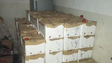 الجمارك تضبط كميات كبيرة من المنتجات الزراعية المهربة بالتعاون مع وزارة الزراعة الجمارك تضبط كميات كبيرة من المنتجات الزراعية المهربة بالتعاون مع وزارة الزراعة