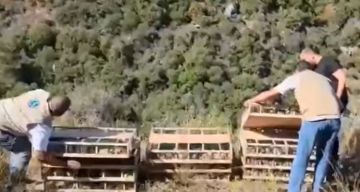 وزارة الزراعة والجيش يصادران طيور حسون كانت معدة للتهريب في عكار