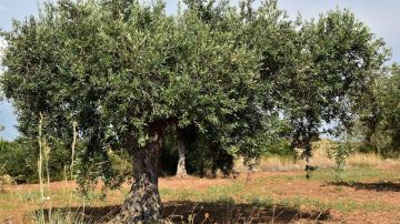 ترهيب مواطنين أثناء تفقدهم كروم الزيتون.. بالقنابل ترهيب مواطنين أثناء تفقدهم كروم الزيتون.. بالقنابل