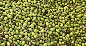 مصلحة الاقتصاد في الشمال تداهم معملا في طرابلس لإنتاج زيت الزيتون مصلحة الاقتصاد في الشمال تداهم معملا في طرابلس لإنتاج زيت الزيتون