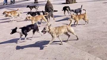 بالفيديو في منظر يقشعر له الأبدان.. كلب يهاجم مواطنا وينهشه في منطقة حساسة! بالفيديو في منظر يقشعر له الأبدان.. كلب يهاجم مواطنا وينهشه في منطقة حساسة!
