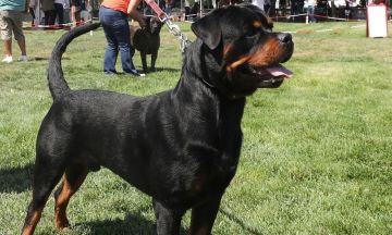 في أميركا كلبان يفترسان طفلا داخل مركز رعاية