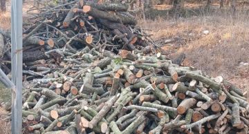 وزارة الزراعة تتحرك لوقف التعديات على الثروة الحرجية وزارة الزراعة تتحرك لوقف التعديات على الثروة الحرجية