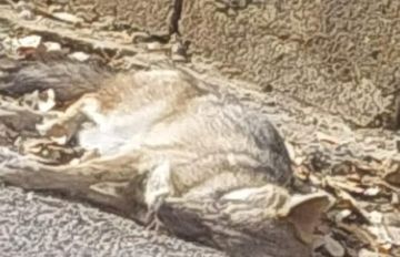 بلدية ضهر الصوان: سجلنا حالات نفوق لحيوانات برية يشتبه بأنها ناجمة عن مرض فتاك ضمن نطاق البلدة بلدية ضهر الصوان: سجلنا حالات نفوق لحيوانات برية يشتبه بأنها ناجمة عن مرض فتاك ضمن نطاق البلدة