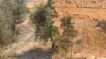 بالصور: إنقاذ آلاف الطيور من شباك الصيد الجائر