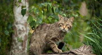 قبرص تغرق بالقطط.. أزمة فروية تثير الجدل على الجزيرة