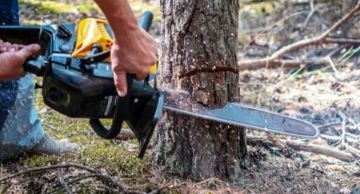 ظاهرة قطع الأشجار مستمرة ومصادرة كمية من الحطب