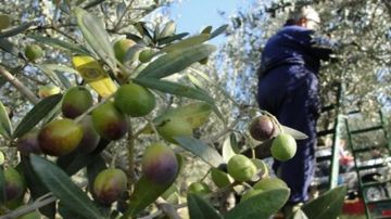 أثناء قطاف الزيتون... تسمم 4 أشخاص في كفرفيلا