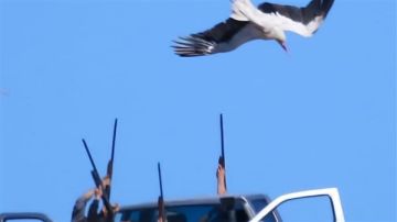 الصيد البري ممنوع... قرار بمطاردة الصيادين!