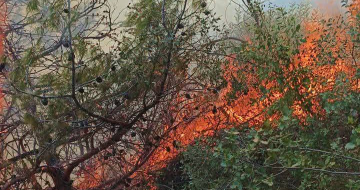 حريق كبير في خراج بلدتي دبعل وبيت حاويك في أعالي جرود الضنية حريق كبير في خراج بلدتي دبعل وبيت حاويك في أعالي جرود الضنية