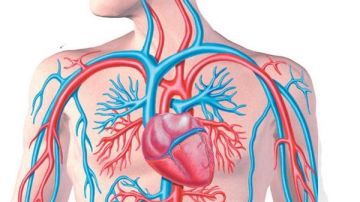 هذه الأطعمة تنظف الشرايين وتحمي القلب