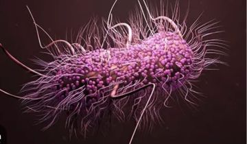 بكتيريا بسودوموناس ايروجينوزا : مرض انتهازي بقدرته على الصمود والازدهار في بيئات مختلفة بكتيريا بسودوموناس ايروجينوزا : مرض انتهازي بقدرته على الصمود والازدهار في بيئات مختلفة