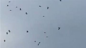 تفكيك أكبر موقع لصيد الطيور غير الشرعي في تاريخ لبنان