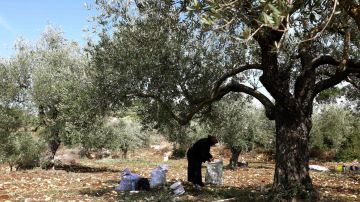 أرض بلا حصاد... مزارعو الجنوب يضطرون لشراء الزيت! أرض بلا حصاد... مزارعو الجنوب يضطرون لشراء الزيت!