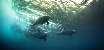 دلافين نافقة تحمل تشوهات دماغية تنذر البشر بخطر محتمل!