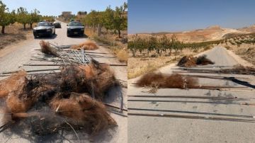 بالصورة: إنقاذ آلاف الطيور من شباك الصيد الجائر بالصورة: إنقاذ آلاف الطيور من شباك الصيد الجائر