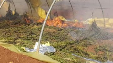 بالصور: الجيش يتلف مساحة مزروعة بالحشيشة!