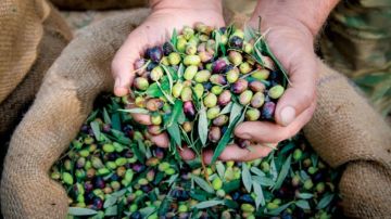 آلية أمنية لقطاف الزيتون في القرى الحدودية