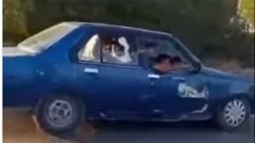 بالفيديو: فقط في لبنان... بقرة داخل سيارة!