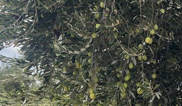 شجرة الزيتون في لبنان: تاريخ من الجذور والعراقة