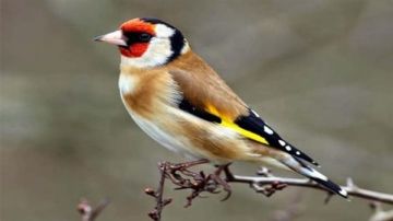 طيور مهربة إلى لبنان... والزراعة تتحرك!