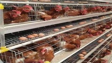 في برج الشمالي... اغلاق محل لبيع الدجاج