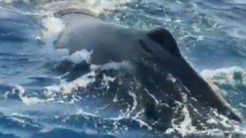 بالفيديو: مشهد لطيف في البحر