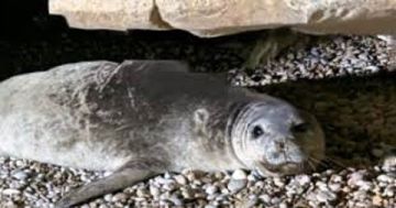 رئيس جمعية الأرض ناشد الرئيس عون التدخل العاجل لحماية مغارة الفقمة في عمشيت رئيس جمعية الأرض ناشد الرئيس عون التدخل العاجل لحماية مغارة الفقمة في عمشيت