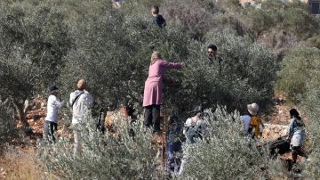 بالفيديو: هاجموهم أثناء قطف الزيتون بالفيديو: هاجموهم أثناء قطف الزيتون