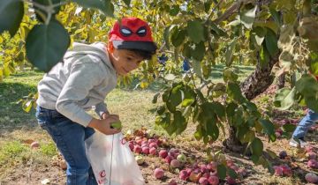 مزارعو التفاح يودعون الموسم على وعود وزير الزراعة بوقف الاستيراد وتوفير الدعم للطاقة الزراعية