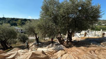 ذهب لبنان الاخضر موسم الخير والبركة