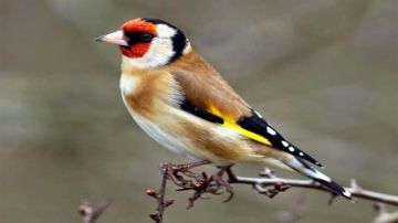 طيور مهربة إلى لبنان... والزراعة تتحرك!