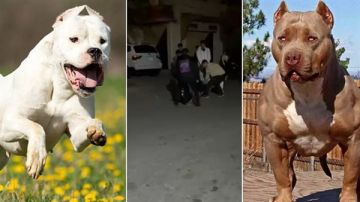 جنوبا: كلب شرس يهاجم فتى وينهش اعضاءه التناسلية!! جنوبا: كلب شرس يهاجم فتى وينهش اعضاءه التناسلية!!