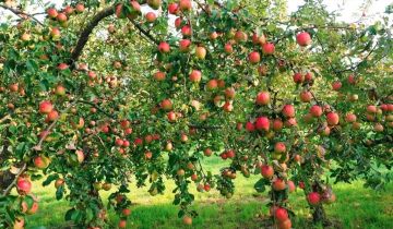 مزارعو التفاح يودعون الموسم على وعود وزير الزراعة بوقف الاستيراد