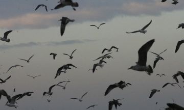 تفشي سلالة H5N1 من إنفلونزا الطيور في شمال العراق تفشي سلالة H5N1 من إنفلونزا الطيور في شمال العراق