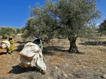 النشرة: القوات الإسرائيلية اطلقت الرصاص على مزارعي الزيتون في عيترون ووادي العصافير بالخيام