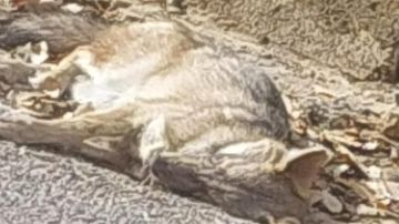 تحذير من بلدية ضهر الصوان: مرض غامض يصيب حيوانات في المنطقة تحذير من بلدية ضهر الصوان: مرض غامض يصيب حيوانات في المنطقة