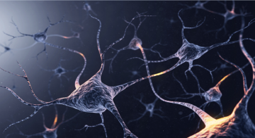 دواء سيماغلوتايد يفتح آفاقا جديدة لمكافحة الإفراط في الكحول عبر إبطاء امتصاصه دواء سيماغلوتايد يفتح آفاقا جديدة لمكافحة الإفراط في الكحول عبر إبطاء امتصاصه