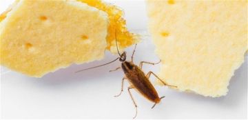 في لبنان- مواد غذائية فاسدة تظهر عليها الحشرات.. مستودع يغلق بالشمع الأحمر! في لبنان- مواد غذائية فاسدة تظهر عليها الحشرات.. مستودع يغلق بالشمع الأحمر!