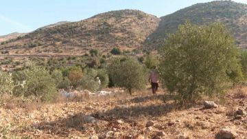 بالأرقام: وزير الزراعة يكشف لموقع mtv حجم الخسائر الزراعية بالأرقام: وزير الزراعة يكشف لموقع mtv حجم الخسائر الزراعية