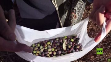 جنوب لبنان.. عودة سكان القرى الحدودية إلى قطف الزيتون رغم التوترات السائدة جنوب لبنان.. عودة سكان القرى الحدودية إلى قطف الزيتون رغم التوترات السائدة