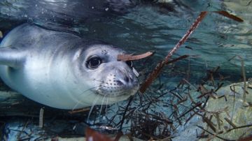 وزارة البيئة: لحماية الموائل الطبيعية للكائنات المهددة بالإنقراض وعلى رأسها فقمة الراهب المتوسطية وزارة البيئة: لحماية الموائل الطبيعية للكائنات المهددة بالإنقراض وعلى رأسها فقمة الراهب المتوسطية