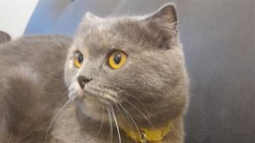 كلوي مفقودة في حي الكريت في مدينة صور 