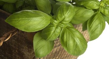 نبات عطري قد يصبح مفتاحا لإبطاء شيخوخة الدماغ